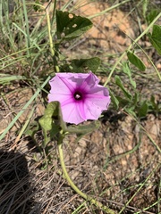 Ipomoea transvaalensis