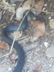 Coluber constrictor image