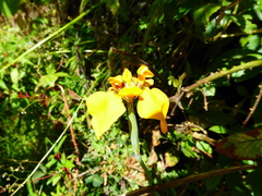 Hesperoxiphion peruvianum