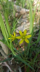 Gagea spathacea