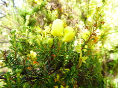 Calceolaria linearis