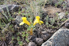 Cymbaria daurica