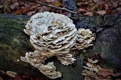 Bjerkandera adusta