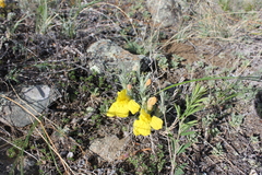 Cymbaria daurica