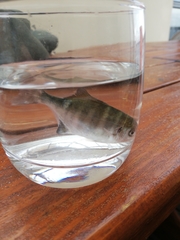 Neoscorpis lithophilus