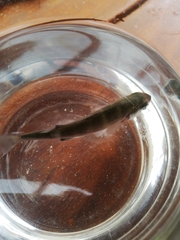 Neoscorpis lithophilus