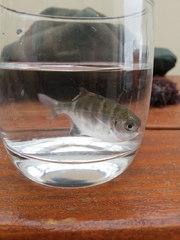 Neoscorpis lithophilus