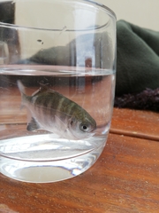 Neoscorpis lithophilus