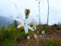 Trihesperus glaucus