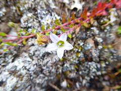 Wahlenbergia peruviana