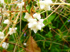 Cuscuta odorata