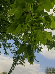 Carpinus betulus