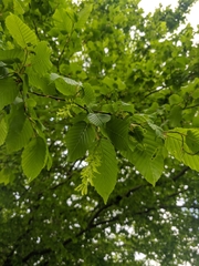 Carpinus betulus