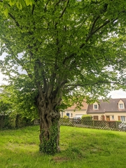 Carpinus betulus
