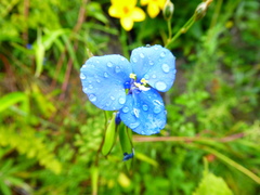 Commelina fasciculata