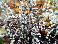 Argyrochosma nivea
