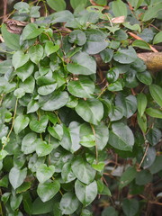 Anredera cordifolia
