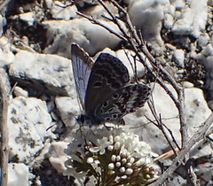 Lepidochrysops braueri