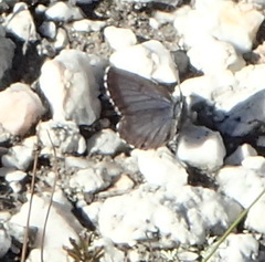 Lepidochrysops braueri