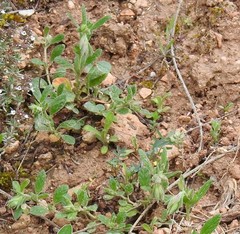 Helianthemum ledifolium