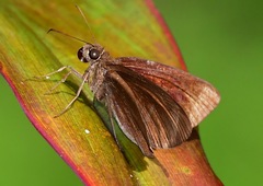 Ancistroides nigrita