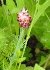 Platycapnos spicata