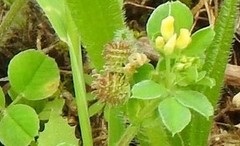 Medicago minima