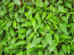 Tricyrtis formosana