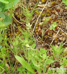 Helianthemum ledifolium