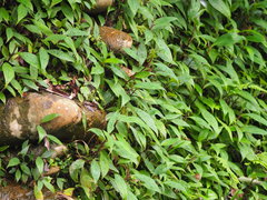 Tricyrtis formosana
