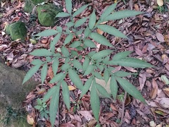 Amorphophallus kiusianus