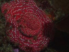 Cribrinopsis albopunctata