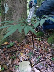 Amorphophallus kiusianus