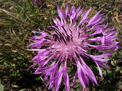 Centaurea polyacantha