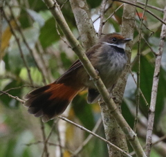 Rhipidura teysmanni