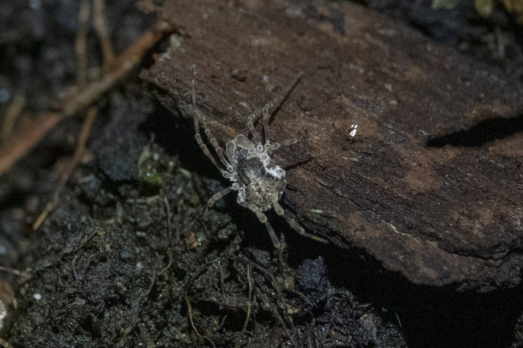 Pristobunus acentrus
