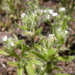 Torrey's Cryptantha - Photo (c) Matt Lavin, some rights reserved (CC BY-SA)