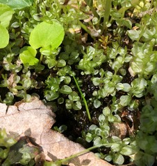 Plagiomnium ellipticum