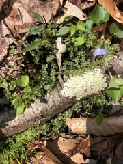 Plagiomnium ellipticum