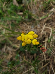 Lotus corniculatus