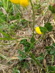Lotus corniculatus