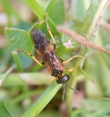 Tenthredo frauenfeldii