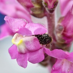 Oxythyrea funesta