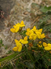 Lotus corniculatus