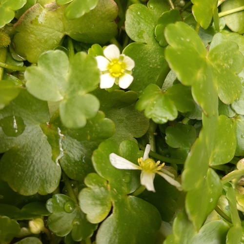 Ivy-leaved Crowfoot (Ranunculus hederaceus) · iNaturalist