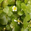 Ivy-leaved Crowfoot - Photo (c) Mark, some rights reserved (CC BY-NC), uploaded by Mark