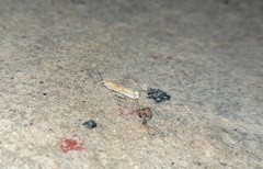 Lepidoptera