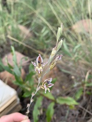 Gladiolus permeabilis