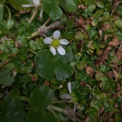 Ranunculus hederaceus