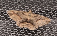 Scioglyptis lithenopa